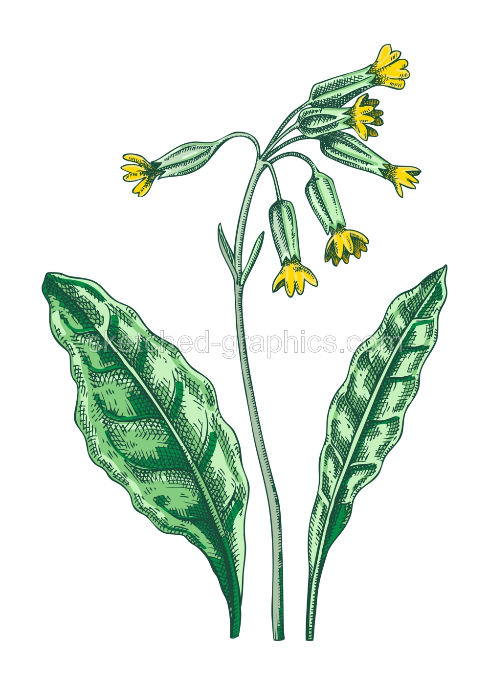 Cowslip sketch in color. Primrose botanical drawing. Hand drawn vector illustration. Spring woodland flower, wildflower. Floral design Illustration